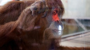 豪動物園がオランウータンの対話学習研究にKinectを採用―将来は来場者とのゲームプレイも 画像