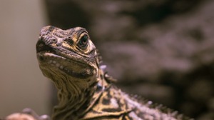 ハッカー集団「Lizard Squad」新たに2人逮捕―米当局発表 画像