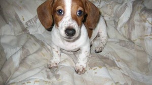 Twitchスタンプの元ネタになった飼い犬「FrankerZ」が天国に…飼い主のスタッフはSNSでコメント 画像