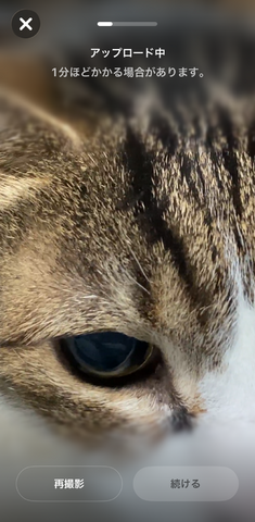 Soraアプリ、日本の全ユーザー（iPhone）に開放。ペットやキャラもカメオ登録できるようになったので、愛猫と猫耳少女に共演してもらった（CloseBox）