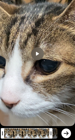 Soraアプリ、日本の全ユーザー（iPhone）に開放。ペットやキャラもカメオ登録できるようになったので、愛猫と猫耳少女に共演してもらった（CloseBox）