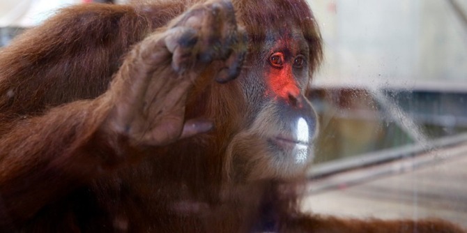 豪動物園がオランウータンの対話学習研究にKinectを採用―将来は来場者とのゲームプレイも