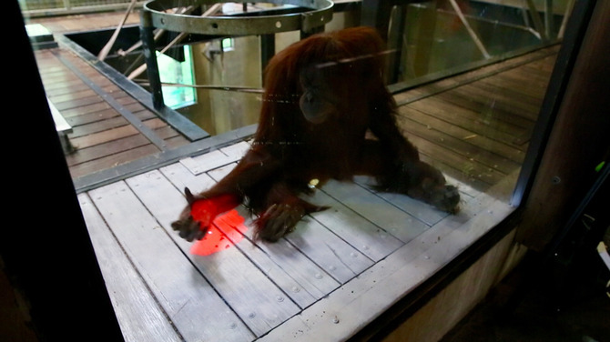 豪動物園がオランウータンの対話学習研究にKinectを採用―将来は来場者とのゲームプレイも