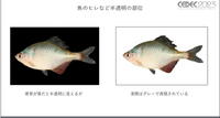 ビデオゲームの世界でも生物多様性の実現を！オンライン公開中の「3Dデジタル生物標本」の多様な展開について紹介【CEDEC 2023】