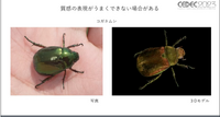 ビデオゲームの世界でも生物多様性の実現を！オンライン公開中の「3Dデジタル生物標本」の多様な展開について紹介【CEDEC 2023】