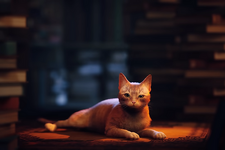 契約違反・詐欺・盗用などで6億円の損害賠償…『Stray』販促など手掛けるiam8bitがパブリッシャーを提訴