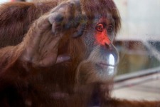 豪動物園がオランウータンの対話学習研究にKinectを採用―将来は来場者とのゲームプレイも