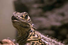 ハッカー集団「Lizard Squad」新たに2人逮捕―米当局発表 画像