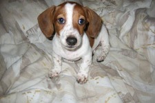 Twitchスタンプの元ネタになった飼い犬「FrankerZ」が天国に…飼い主のスタッフはSNSでコメント 画像