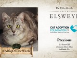 海外ベセスダが猫愛護団体の活動支援で“カジート”の里親募集―「学者猫に興味はありませんか？」 画像