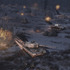 第二次世界大戦RTS『Men of War II』が発売延期―ウクライナでの戦争も影響
