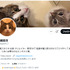 名越稔洋氏が個人Twitterアカウント開設！―猫ちゃんとエンタメについてつぶやく