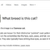 新しいGoogle検索「AIモード」が始まったけど、Geminiとどう使い分けたらいいの？（Google Tales）