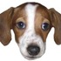 Twitchスタンプの元ネタになった飼い犬「FrankerZ」が天国に…飼い主のスタッフはSNSでコメント