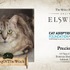 海外ベセスダが猫愛護団体の活動支援で“カジート”の里親募集―「学者猫に興味はありませんか？」
